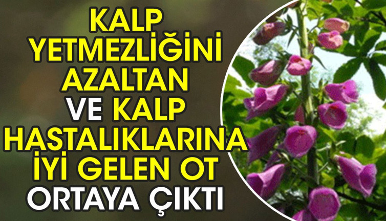 Kalp yetmezliğini azaltan ve kalp hastalıklarına iyi gelen ot ortaya çıktı