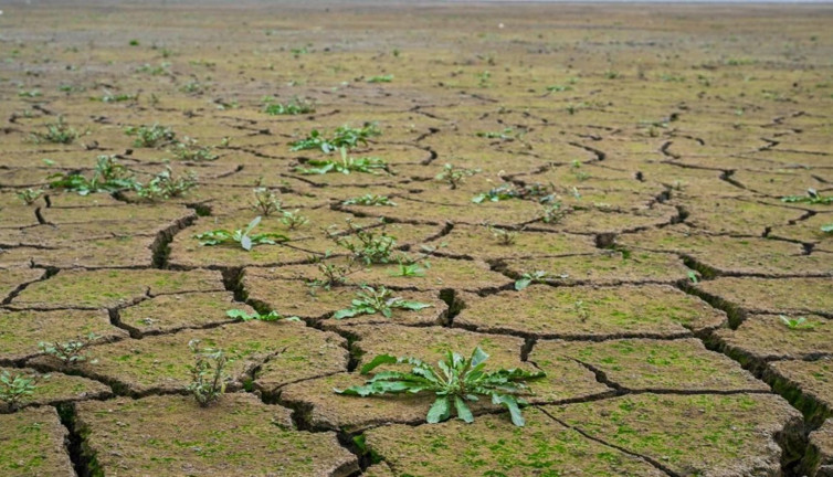 Zambiya'da kuraklıktan ötürü "ulusal afet" ilan edildi (01 Mart 2024)
