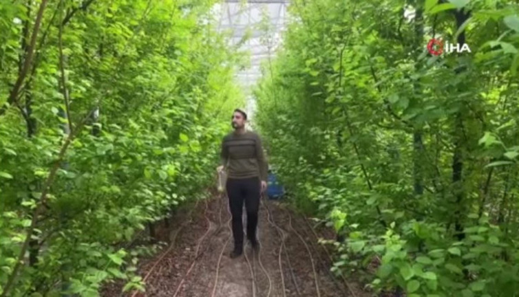 Altından daha çok kazandırıyor. Bursa'da hasat başladı