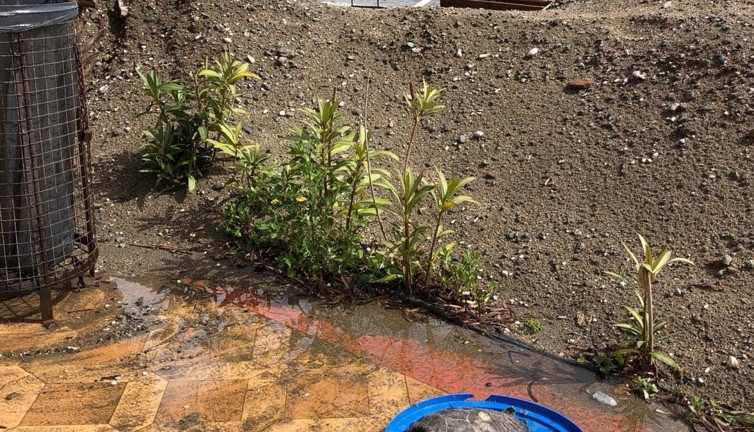 Ölü Caretta Caretta yavrusu sahile vurdu