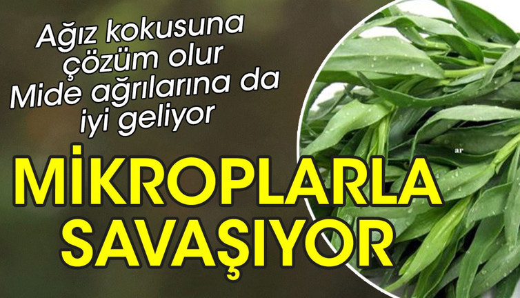 Ağız kokusuna çözüm olur. Mide ağrılarına da iyi geliyor. Mikroplarla savaşıyor. İşte o ot