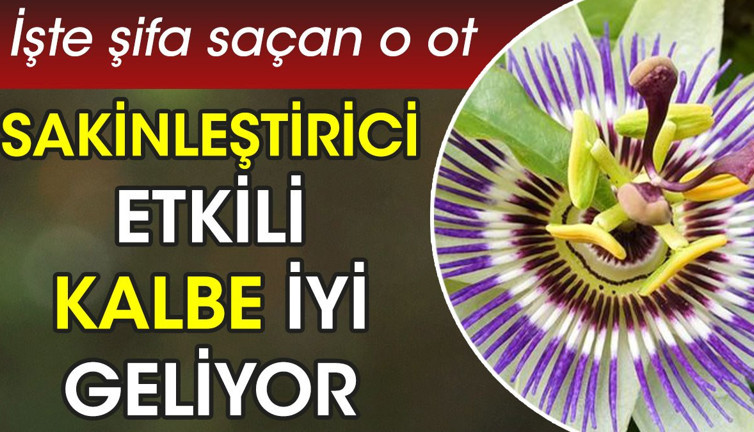 Sakinleştirici etkili. Kalbe iyi geliyor. İşte şifa saçan o ot