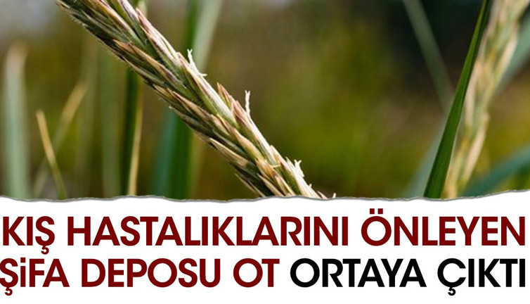 Kış hastalıklarını önleyen şifa deposu ot ortaya çıktı