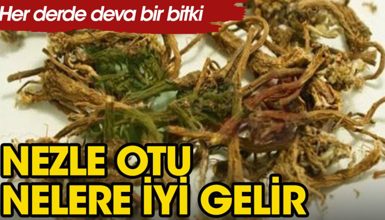 Nezle otu bitkisi nelere iyi gelir