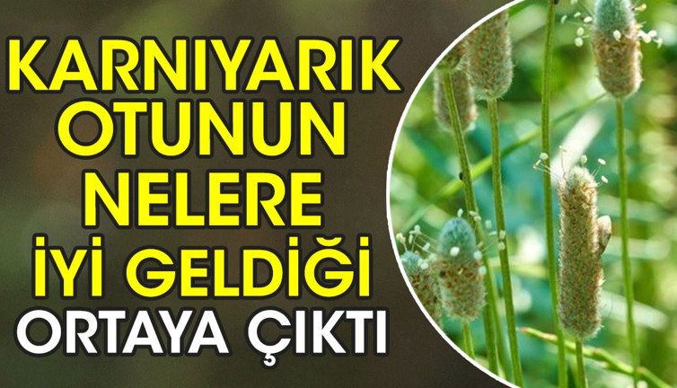 Karnıyarık otunun nelere iyi geldiği ortaya çıktı