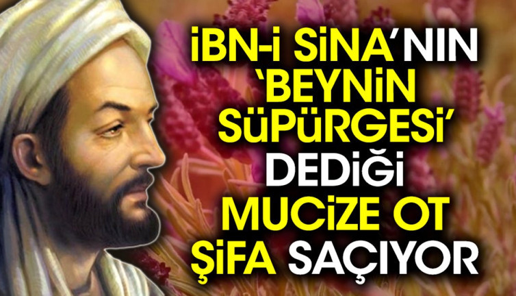İbn-i Sina’nın ‘beynin süpürgesi’ dediği mucize ot şifa saçıyor