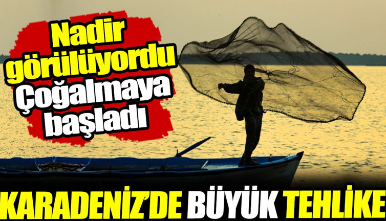 Karadeniz'de büyük tehlike! Nadir görülüyordu, çoğalmaya başladı