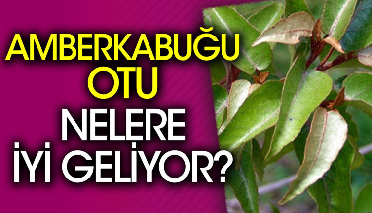Amberkabuğu otu nelere iyi geliyor?
