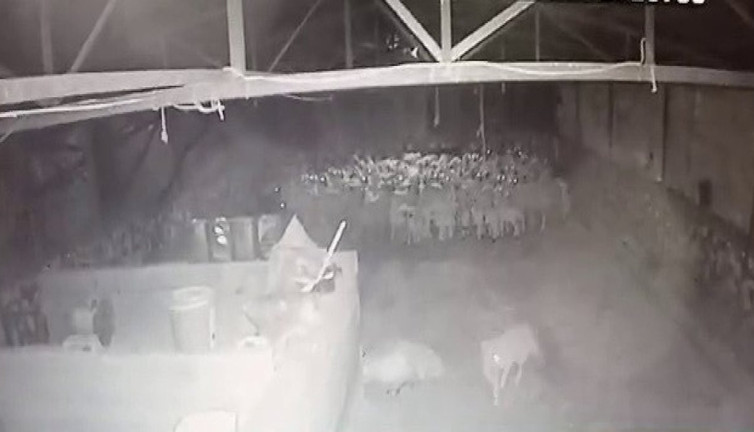 Kurt ahırın içine sessizce girdi sürüye aniden saldırdı