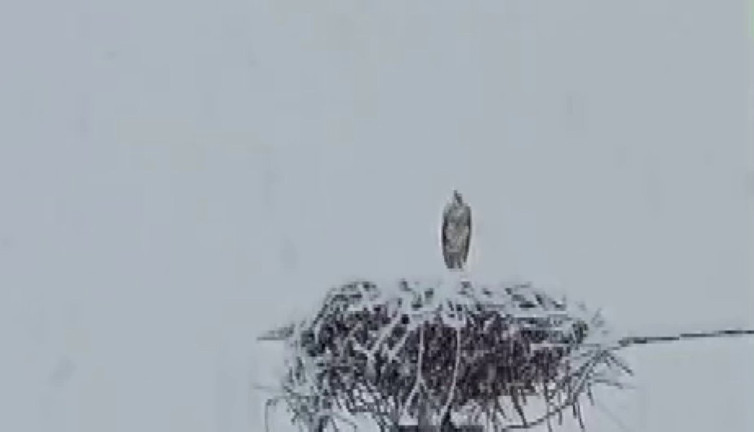 Erken göçen leylek kara yakalandı