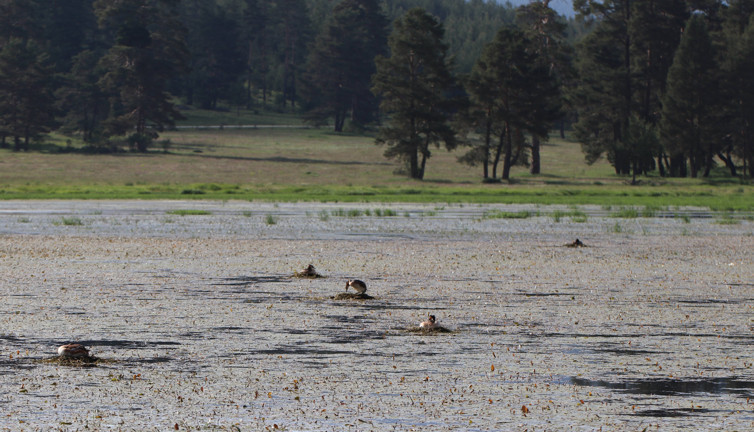 Bolu'da istilacı bitki türü keşfedildi