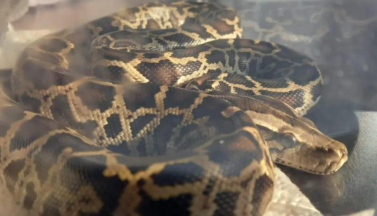 Trabzon'da otobüs terminalinde yakalandı. Ekipler şaşkına döndü