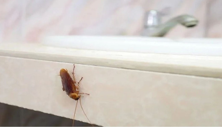 Hamam böcekleri kaçacak delik arayacak. Bu kokuya asla dayanamıyorlar