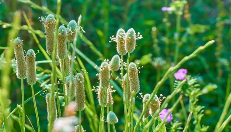Çıbanları iyileştiren mucize ot ortaya çıktı (19 Mart 2024)