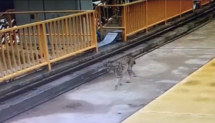 Kotanlı Barajı'nın misafiri Vaşak