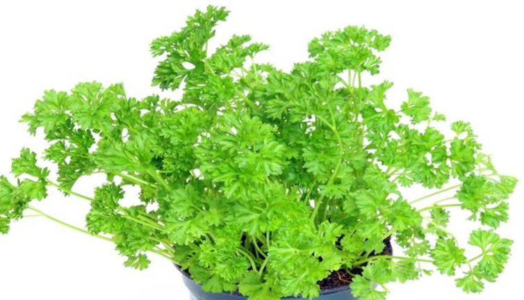 Mucize yöntemle cildi temizleyen ot şifa saçıyor