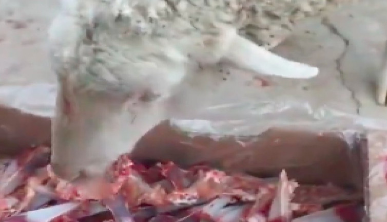 Et yiyen koyunun videosu sosyal medyada gündem oldu