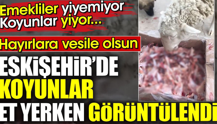 Eskişehir'de koyunlar et yerken görüntülendi. Emekliler yiyemiyor koyunlar yiyor.. Hayırlara vesile olsun