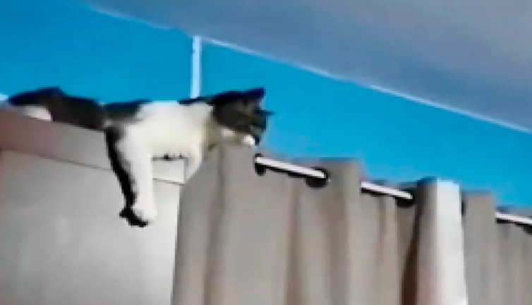 İnsan gibi tüküren kedi gülmekten kırdı geçirdi