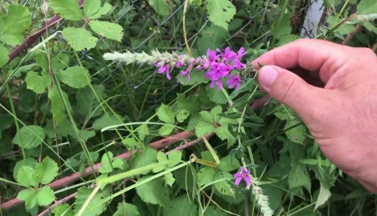 Saç dökülmesini önlüyor. Cilt kalitesini iyileştirir. İşte şifa saçan ot