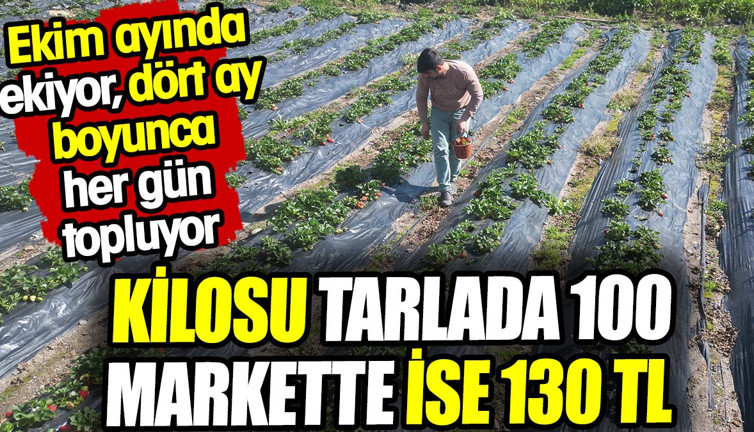 Kilosu tarlada 100 markette 130 TL! Ekim ayında ekiyor, dört ay boyunca her gün topluyor