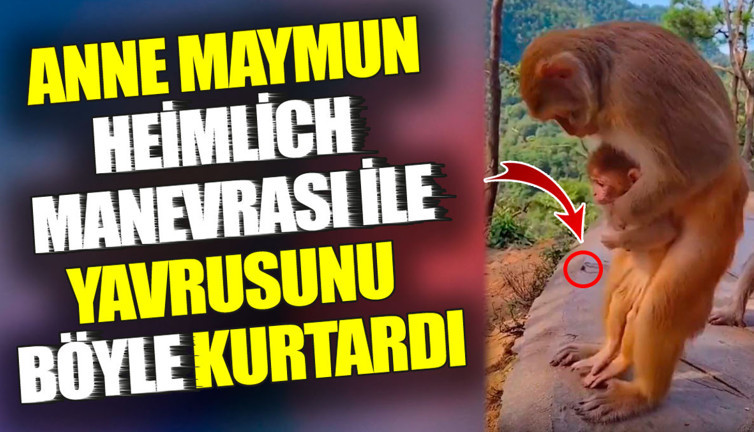 Anne maymun Heimlich manevrası ile yavrusunu böyle kurtardı