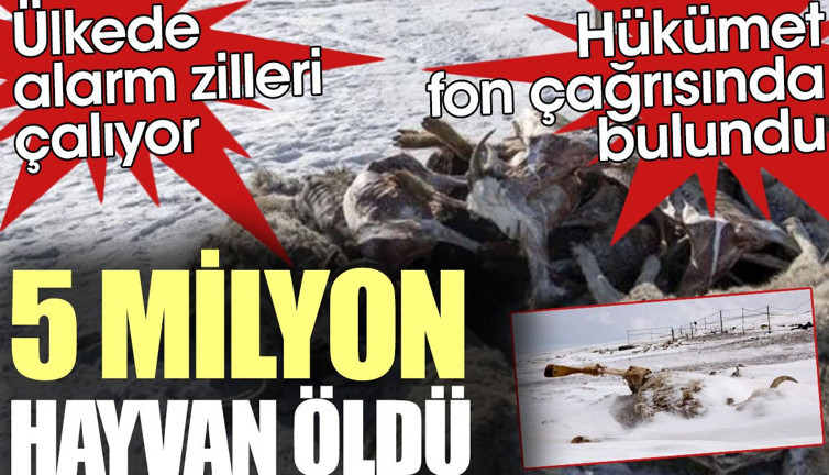 5 milyon hayvanın öldüğü ülkede alarm zilleri çalıyor. Hükümet fon çağrısı yaptı