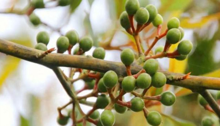 Ses kısıklığına ve mide yanmasına iyi geliyor. Ağız kokusunu gideriyor. İşte şifa deposu meyve...