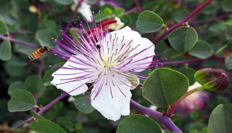 Bağırsakları ter temiz yapan ot ortaya çıktı