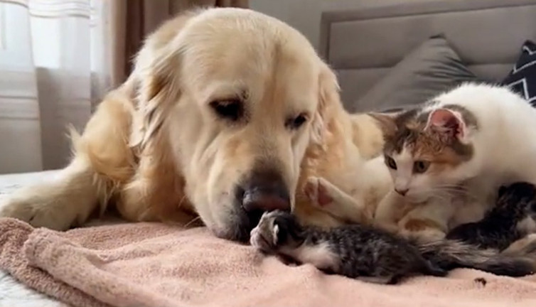 Köpekten insanlar gibi lohusa ziyareti: Yeni doğum yapan kedi arkadaşını ziyaret etti