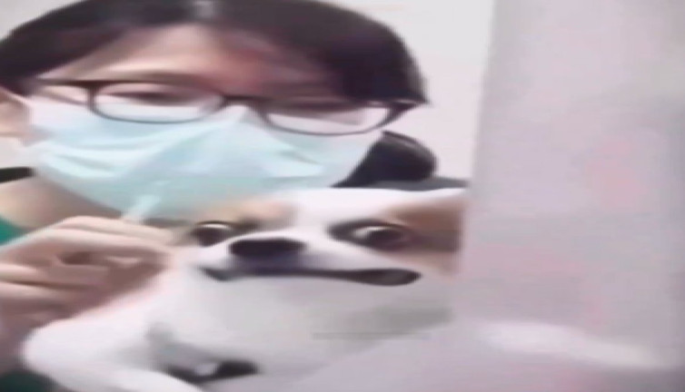 Veterinerin iğneyle ona yaklaştığını fark etti: Yavru köpeğin gözleri fal taşı gibi açıldı