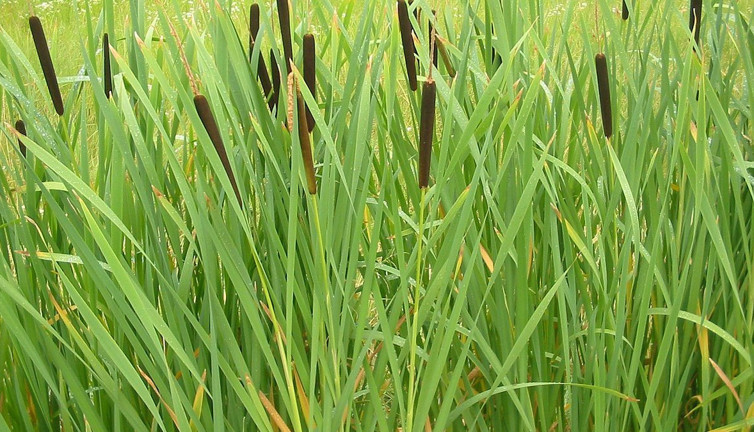 Her çeşit yarayı iyileştiren mucize ot ortaya çıktı