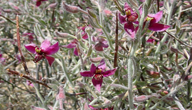 Basuru söküp atan şifa deposu ot ortaya çıktı