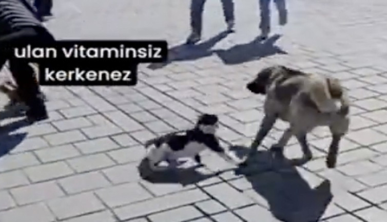 İstanbul'un gözü kara kedisi küçük köpeği büyük sokak köpeğinden kurtardı
