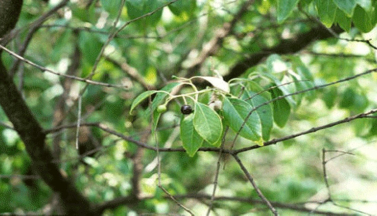 Cilt hastalıklarında faydalıdır. Frengide kullanılır. İşte mucize ot