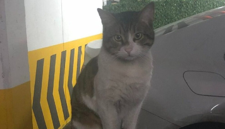 Savcılıktan Kedi Eros’u öldüren şahıs hakkındaki karara itiraz