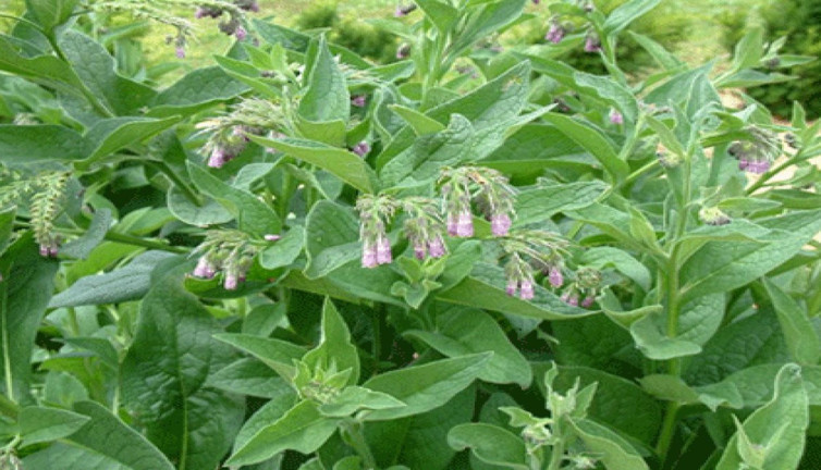 Mucize ot iç ve dış kanamaları böyle iyileştiriyor