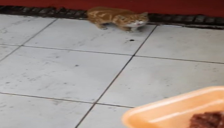 Acıkan yavru kedi kasabın önüne gelip miyavladı 'İş yerimi kapatırken yemek isteyen müşterim'