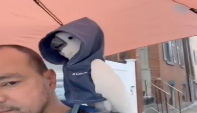 Kapüşonlu montuyla yağmurlu havada gezen papağanın sevimli hali görenleri güldürdü