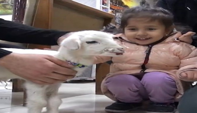 Annesi ölen 'Nohut' kuzu, lokantanın maskotu oldu