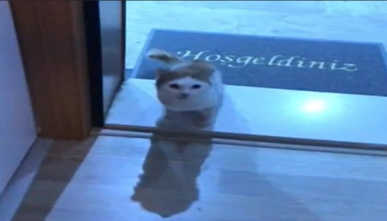 Acıkınca apartman sakinlerinin kapısını çalıp mama isteyen sokak kedisi gündem oldu