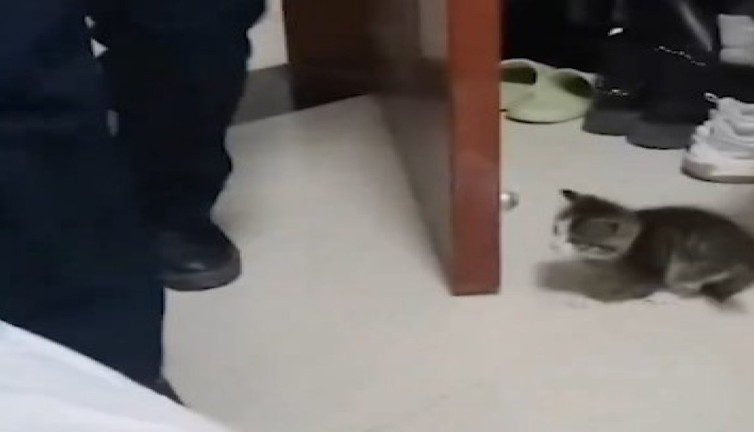 Sahibini korkutmaya çalışan yavru kedi izleyenleri güldürdü