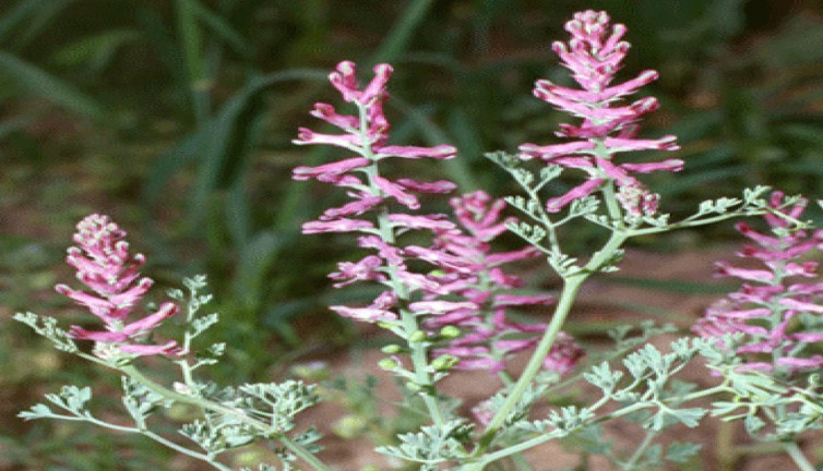Sedef hastalığına şifa olan mucize ot ortaya çıktı