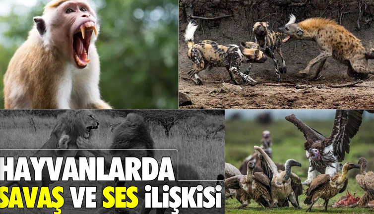 Hayvanlarda savaş ve ses ilişkisi