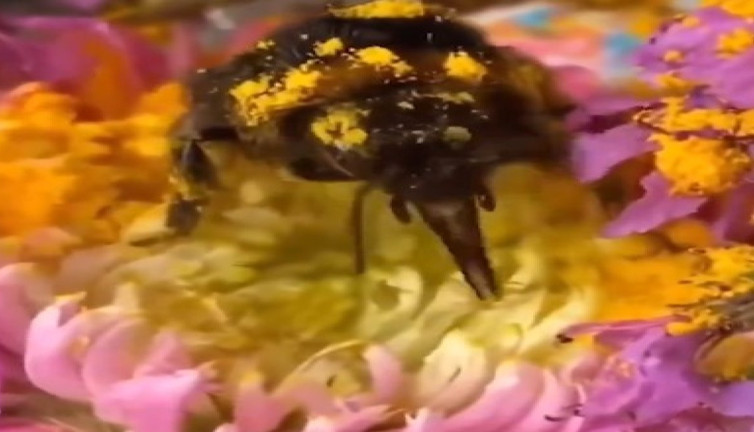 Tek kanadı kırık bal arısını sahiplendi 'Günlerimize neşe kattı'