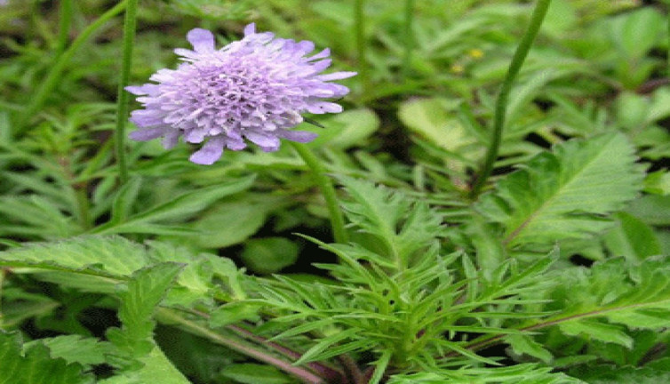 Cilt hastalıklarında kullanılıyor. Uyuza faydalıdır. İşte o ot