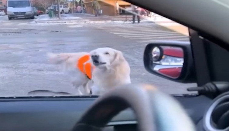 Rehber köpek, yaya geçidinde durmayan sürücülere havlayarak tepki gösterdi!