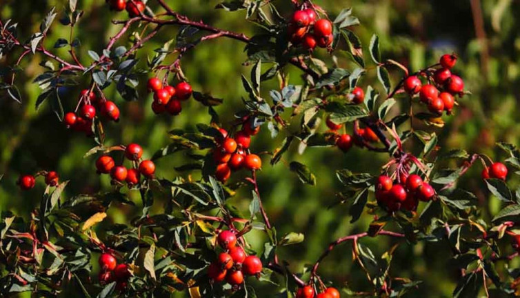 İşte sigara ve alkolün zararlı etkilerine karşı koruyan ot