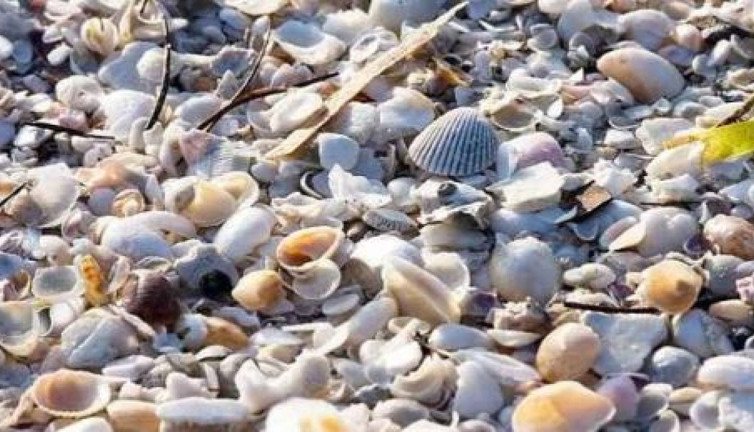 Şahin gibi gözleri olan bulabiliyor. Deniz kabuklarının içinde gizli emojiyi bulun