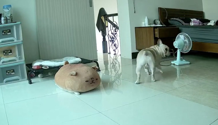 Depremi önceden hissedip tepki veren köpek viral oldu